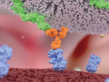 Preventing cancer cells from escaping the immune system – a promising new study