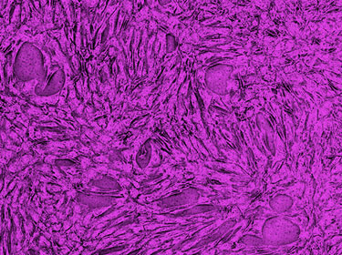 End Cross-Contamination in Flow Cytometry through Microfluidics | PHCbi