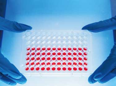 細胞分裂周期のインビボレベルにおける新たな知見