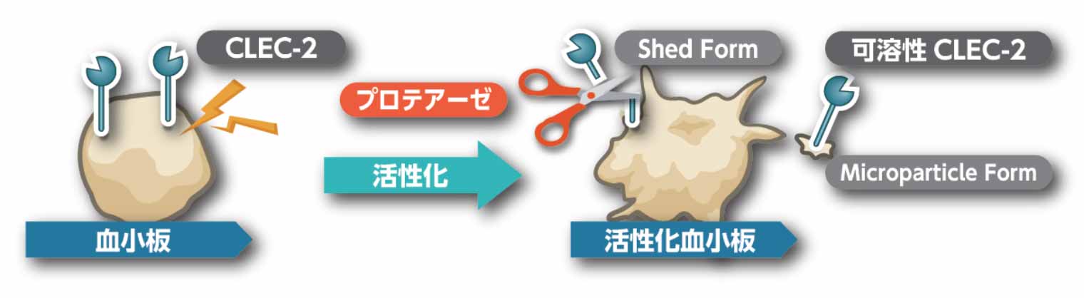 血小板活性化と可溶性 CLEC‐2(sCLEC‐2)