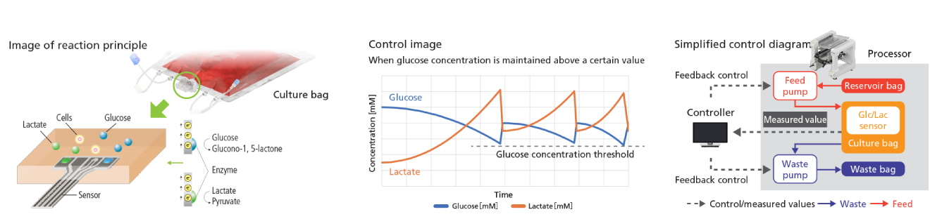 real-time measurements of glucose and lactate