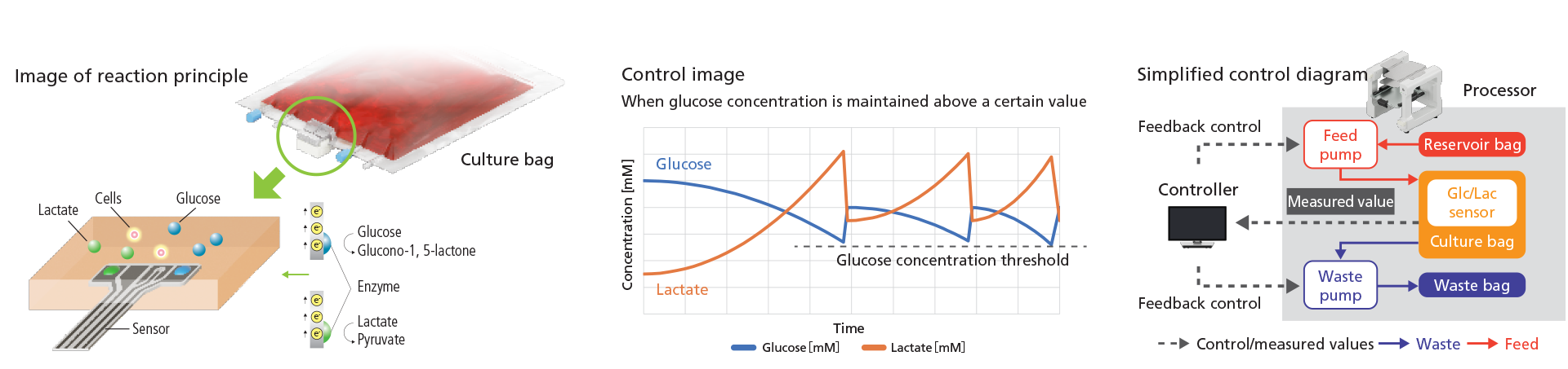 real-time measurements of glucose and lactate